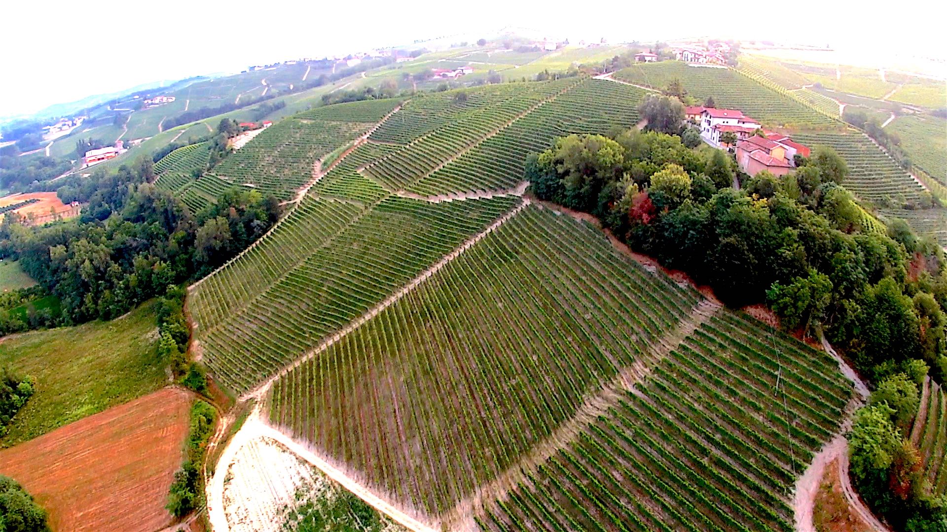 gabutti vigneto paola sordo