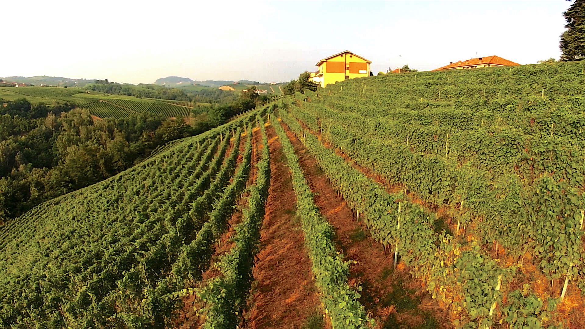 rocche castiglione vigneto paola sordo